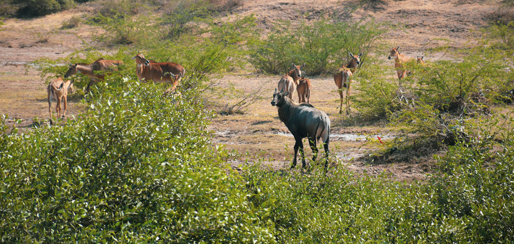 Gaga Wildlife Sanctuary, Devbhoomi Dwarka, Gujarat - Vushii.com Gaga Wildlife Sanctuary, Devbhoomi Dwarka, Gujarat - Vushii.com